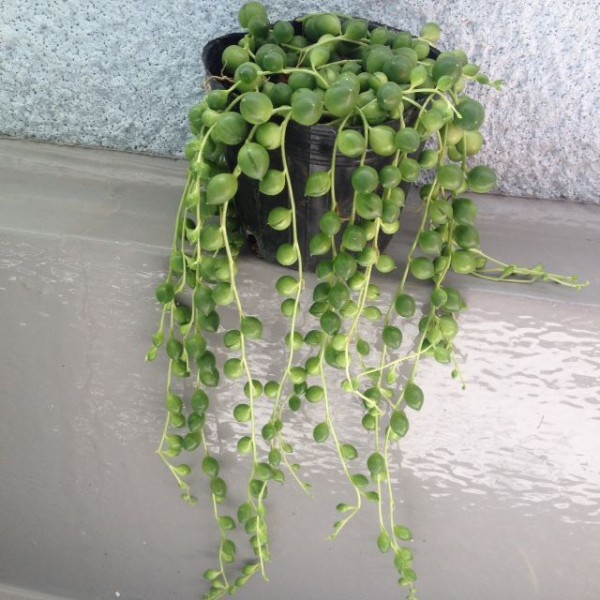 観葉植物買いました Puyomeのごはんできてるよ