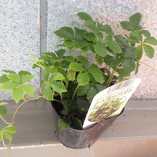 観葉植物買いました Puyomeのごはんできてるよ