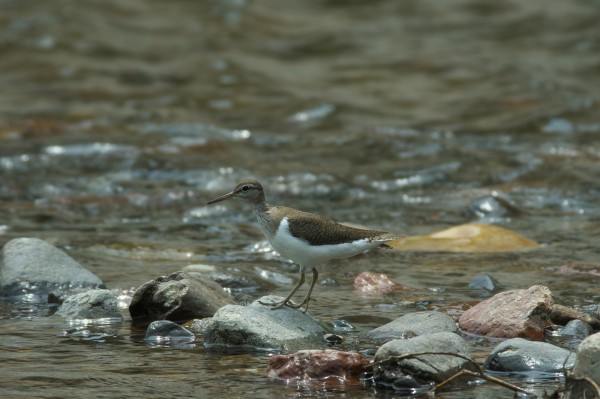 釣りの帰りに「イソシギ」を撮る！ : ＊北海道・十勝から自然風景と野鳥＊