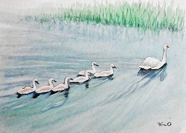 手賀沼の白鳥親子 : IKUOの水彩画集