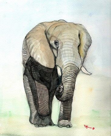 アフリカ象 : IKUOの水彩画集