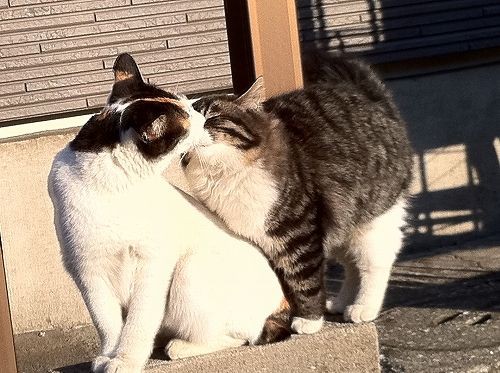 ねこキス ヘボリーマンの生活向上推進１課