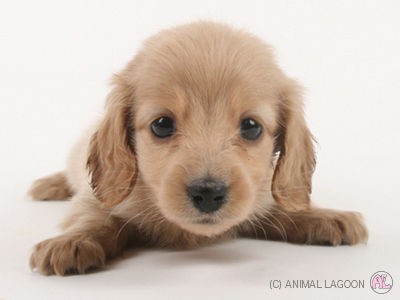 ペット ショップ 人気の犬種ランキング 犬服 ブランド ルイヴィトン リードブランド犬服ペット服 ベッド 首輪 ハーネス リード