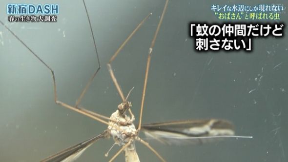 ガガンボが大量発生したので心配になって生態を調べたら悲しい結果に くまニュース