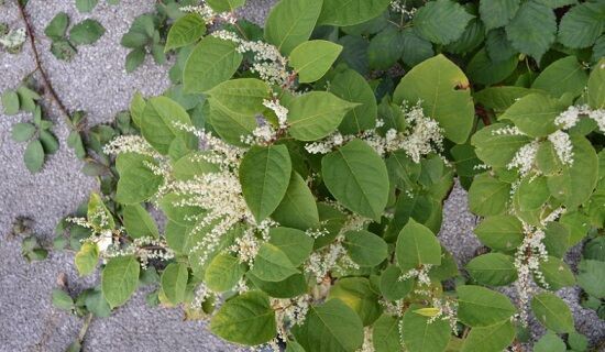 イギリスで日本の植物が 強害雑草 として猛威を振るっているらしい くまニュース
