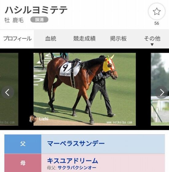 過去一番かわいい競走馬の名前が決定する くまニュース