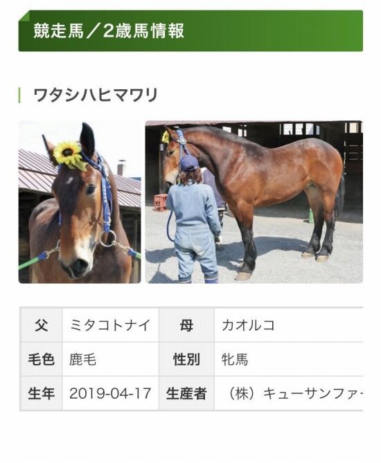 過去一番かわいい競走馬の名前が決定する くまニュース