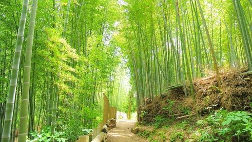 これが竹とバンブーの違いらしい くまニュース