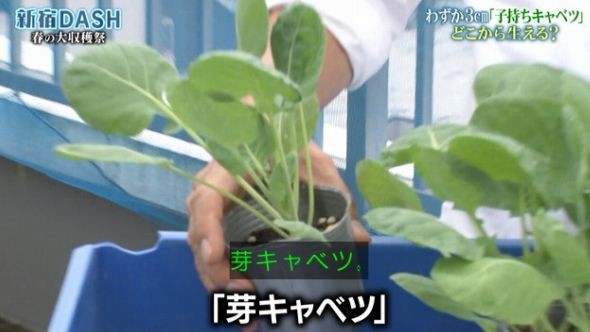 ザ 鉄腕 Dash 312日かけて作った蕎麦が1時間にまとめられる くまニュース