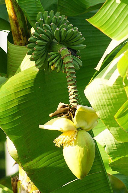 バショウ 芭蕉 の花 優曇華 うどんげ 石内の四季 Nature Of Hiroshima