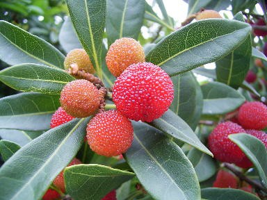 季節の木の実 茱萸 ぐみ 山桃 やまもも 葛飾区 新小岩下町物語