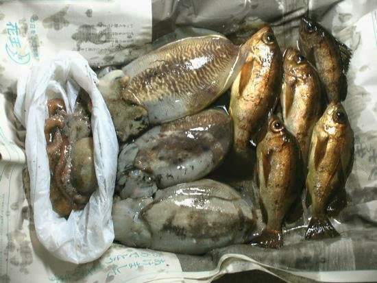 やっと 煮付けサイズの メバルが 呉のメバル師