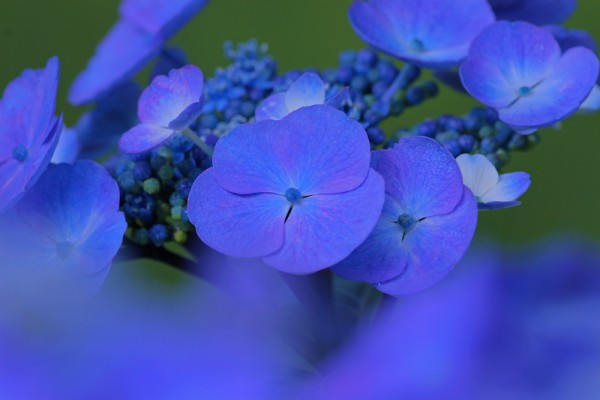 ササグモ と 紫陽花 呉のメバル師 ササグモ と 紫陽花 呉のメバル師