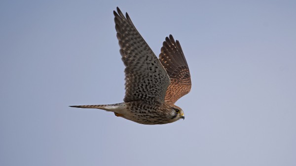 専用 雍正年製 花鳥虫図花入 高さ13.7㎝ 東Y7-0825⭐︎2Fタカサ 酒井抱