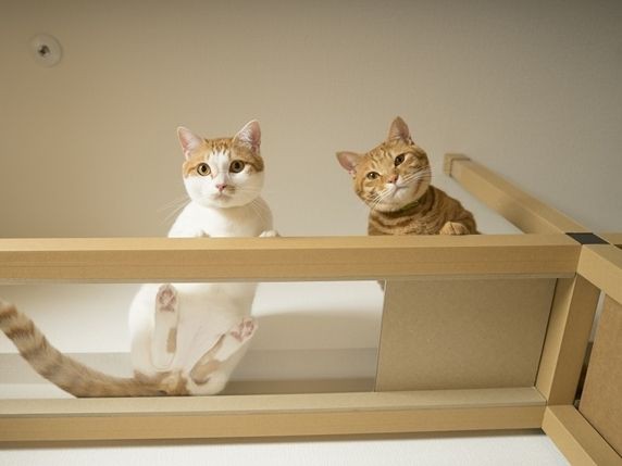 おうち猫カフェ Happy End のその後 Powered By ライブドアブログ