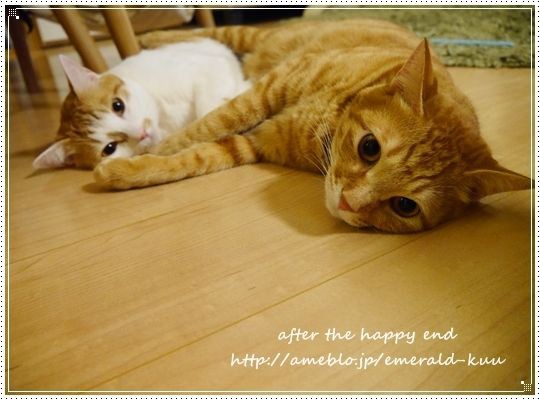 猫がいる家のソファは、ボロボロ??? : Happy end のその後