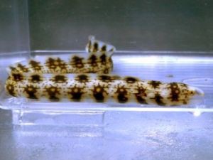 クモウツボ キャメルシュリンプ アクアステーションピュア通販 海水魚ブログ