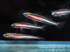 オヨギイソハゼ カリビアンシーホース アクアステーションピュア通販 海水魚ブログ