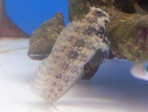 ヤエヤマギンポ インドカエルウオ アクアステーションピュア通販 海水魚ブログ
