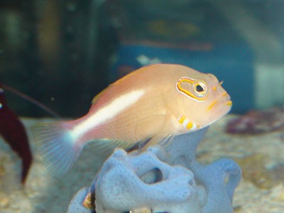 メガネゴンベ アカネハナゴイ アクアステーションピュア通販 海水魚ブログ