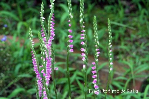 ねじまき草 珈琲と木工の時間 工房 楽