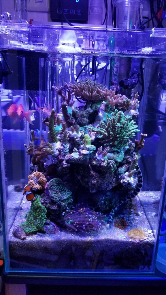 Create The Seaでクモウツボ 楽して海水魚16