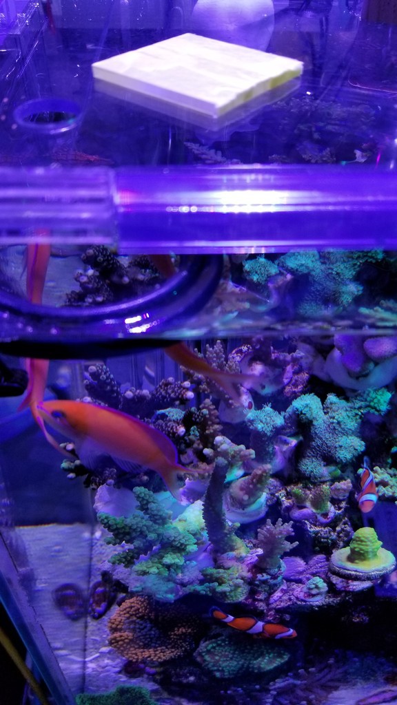 ショウガサンゴへの照明 楽して海水魚16