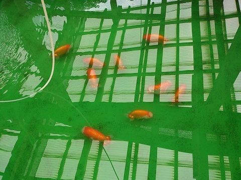 青水飼育とらんちゅう来客 らん弐ちゃんファーム