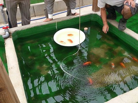 青水飼育とらんちゅう来客 らん弐ちゃんファーム