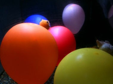 風船魚フウセンウオ クッキーランドの乙女たち