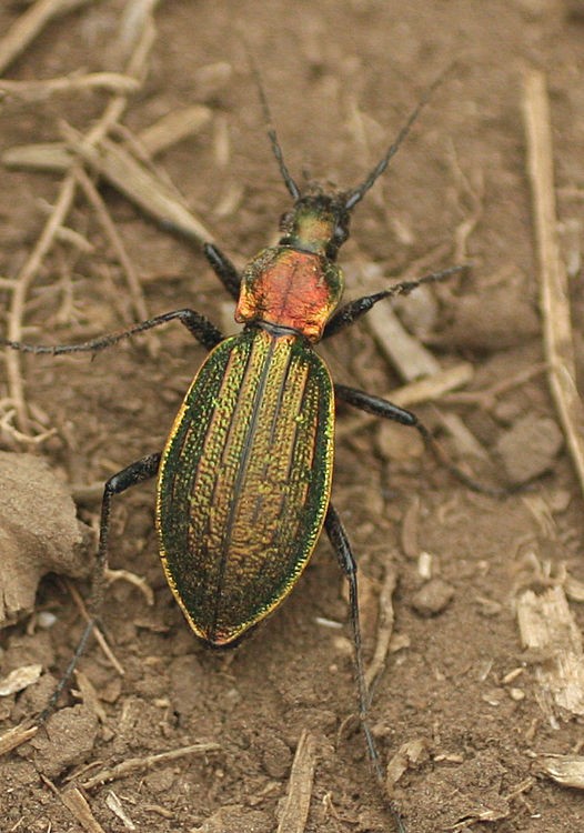 クリアランス 択捉島産チシマキンオサムシ ペア