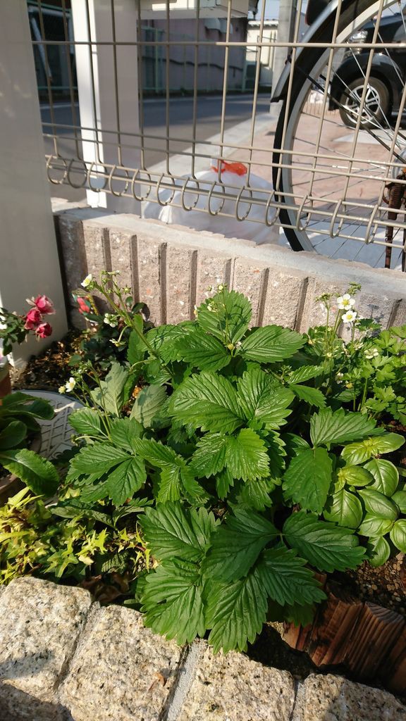 いちごの花とベリーの芽吹き 庭はないけど果樹栽培