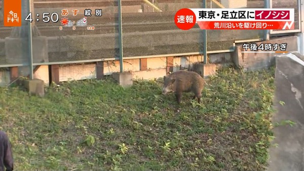 悲報 東京さん イノシシ一匹に大騒ぎしてしまう 暇つぶしニュース