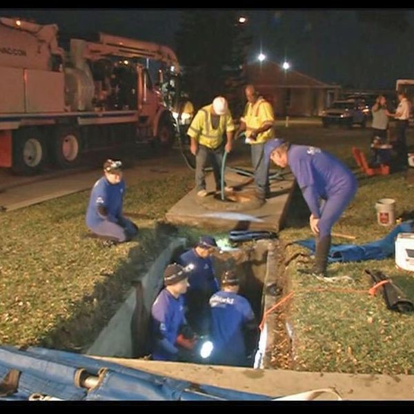 画像 排水溝にマナティの大群が詰まって困る パパッとニュース速報