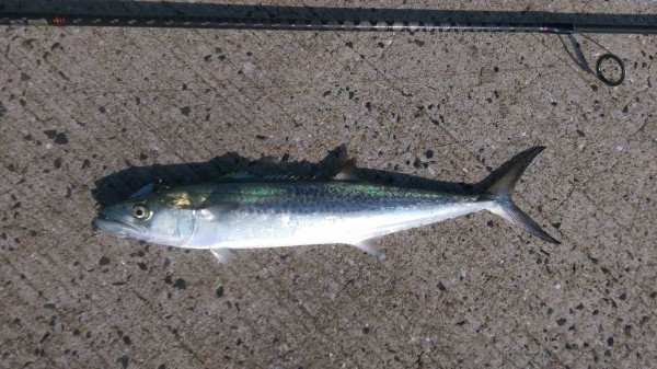 サゴシたちの晩夏 晴雨魚 サゴシたちの晩夏 晴雨魚