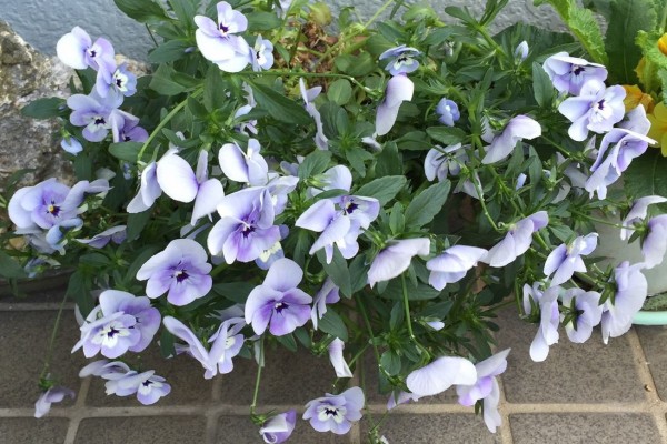 パンジー剪定 My Sweet Sweet Angel