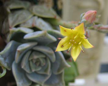 サボテンの花が咲く時 ベランダ日和