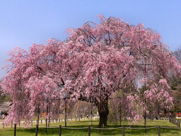 注目 お花見の前に桜の花言葉を知ってみよう れいぴっぴのブログ