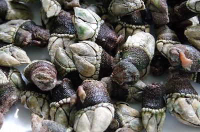 珍味 亀の手 佐渡移住暮らし あれこれ