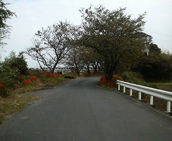 彼岸花 レキの徒然日記帳