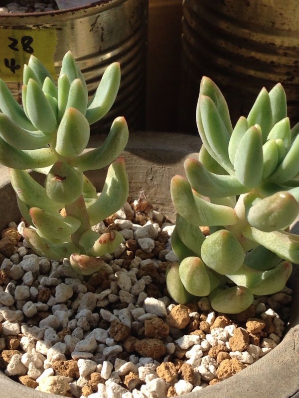 多肉植物の日焼け 葉焼け うちの植物たち