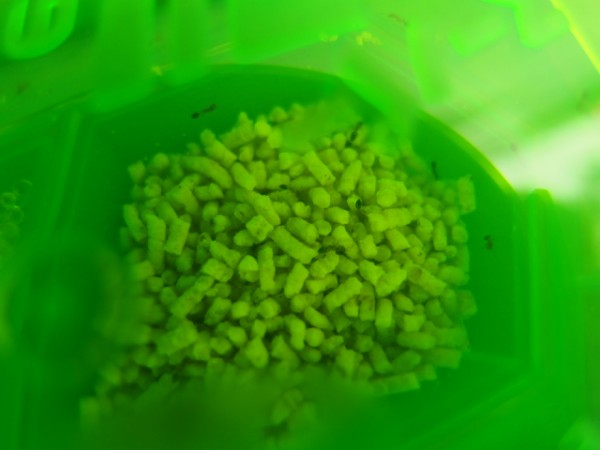 アリの巣コロリ は効く 効かない エサに食いつかせるには置き場所が大事 鳥取の社長日記 アリの巣コロリ は効く 効かない エサに食いつかせるには置き場所が大事 鳥取の社長日記