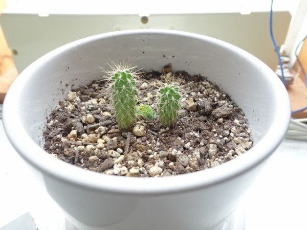 サボテンを種から5年ほど育てました 鳥取の社長日記