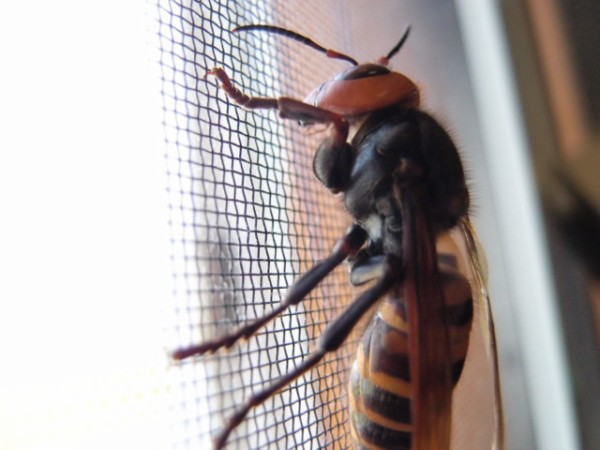 オオスズメバチが部屋に迷い込んだ 鳥取の社長日記
