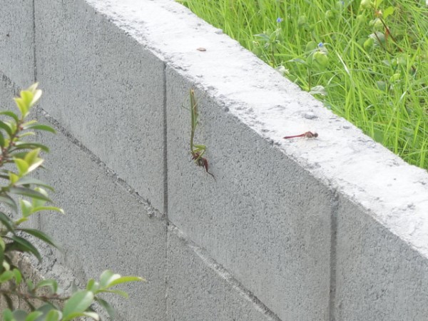 捕食するカマキリ 鳥取の社長日記