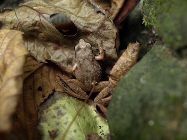 擬態 カマキリとカエルの写真 鳥取の社長日記 擬態 カマキリとカエルの写真 鳥取の社長日記