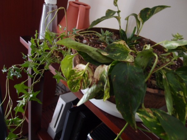 寒さや暗さに強い観葉植物は ノリナ トックリラン と ガジュマル 鳥取の社長日記