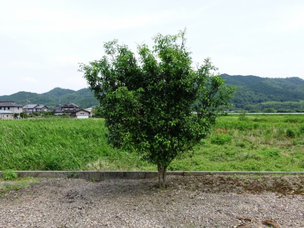 柚子の木が小さな実をたくさんつけてた 鳥取の社長日記
