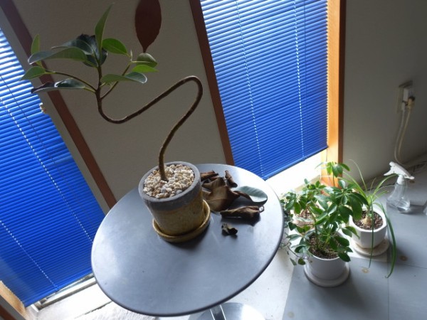 耐寒性の高い観葉植物はどれなのか いくつかを冬の寒い部屋の中で育てました 鳥取の社長日記