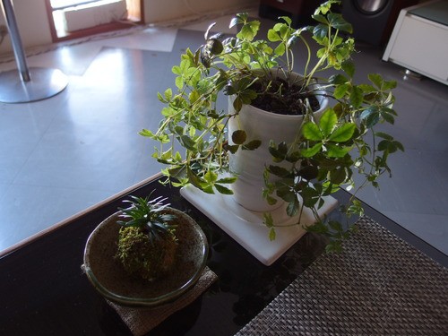 また観葉植物を枯らしてしまいそう 鳥取の社長日記